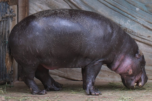 コビトカバ/Pygmy hippopotamus