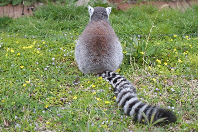 ワオキツネザル/Ring-tailed lemur