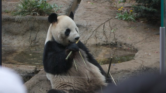 ジャイアントパンダ/Giant Panda