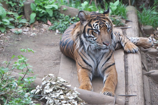 スマトラトラ/Sumatran tiger