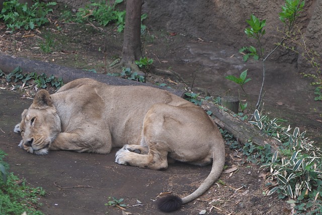 インドライオン/Asiatic Lion