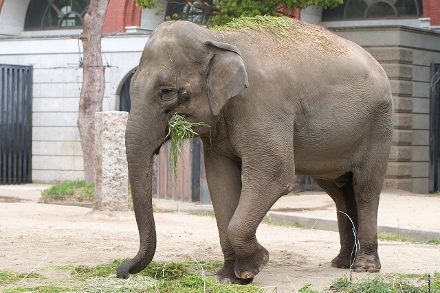インドゾウ/Indian elephant