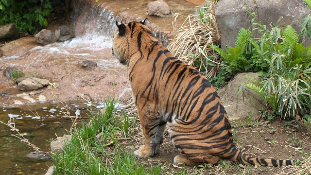 スマトラトラ/Sumatran tiger