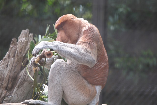 テングザル/Proboscis monkey