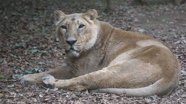 インドライオン/Asiatic Lion