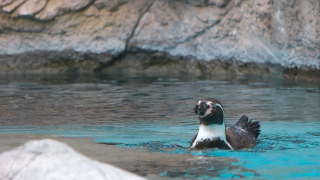 フンボルトペンギン/Humboldt penguin