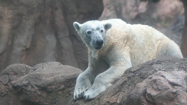 ホッキョクグマ/Polar bear