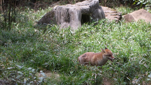 ホンドギツネ/Japanese Red Fox