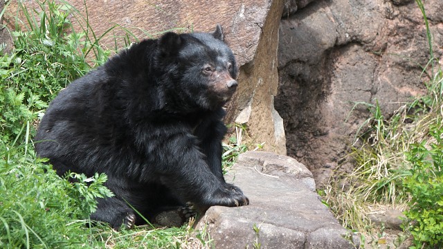 ニホンツキノワグマ/Japanese black bear