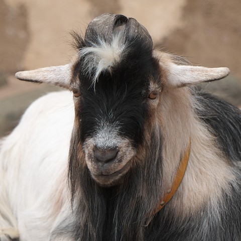 ピグミーゴート/Goat