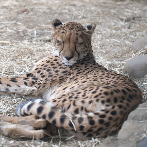 チーター/Cheetah