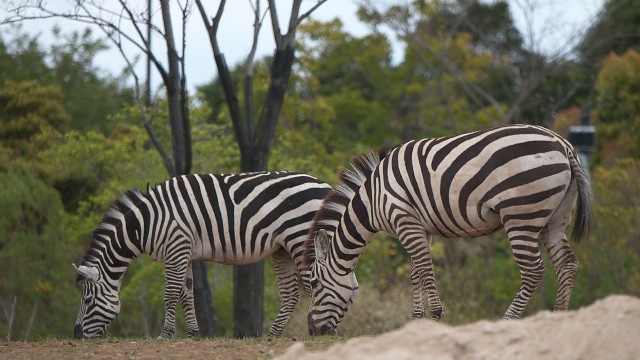 グラントシマウマ/Grant's zebra