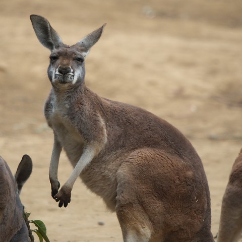 アカカンガルー/Red kangaroo