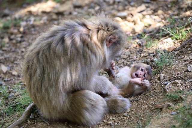 ニホンザル/Japanese macaque