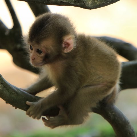 ニホンザル/Japanese macaque