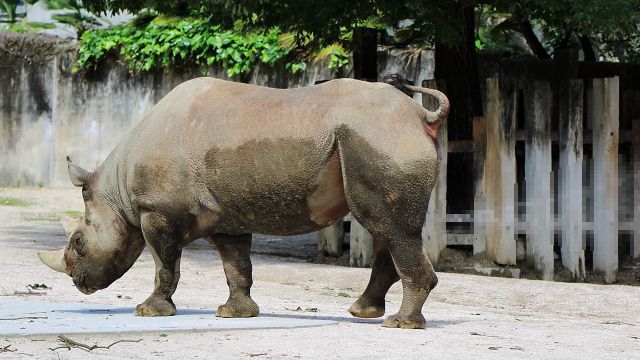 クロサイ/Black rhinoceros