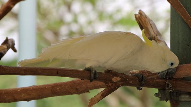 アオメキバタン/Triton cockatoo
