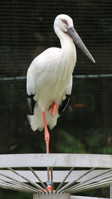 ニホンコウノトリ/Japanese white stork