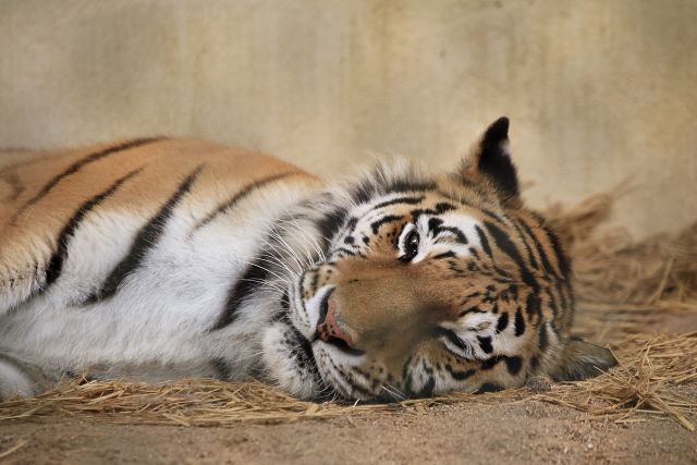 アムールトラ/Siberian tiger