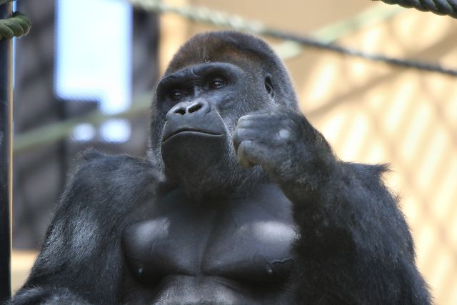 ニシゴリラ/Western gorilla