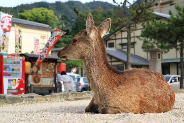 ニホンジカ/Sika deer