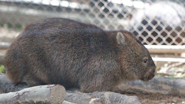 ウォンバット/Wombat