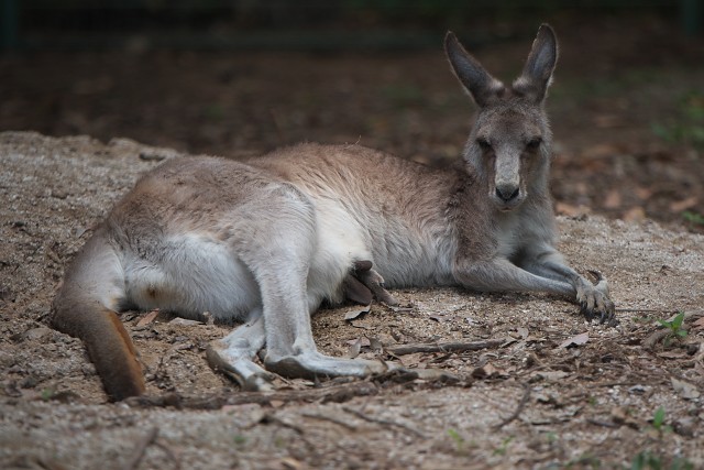 オオカンガルー/Eastern grey kangaroo