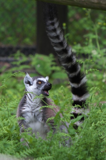ワオキツネザル/Ring-tailed lemur
