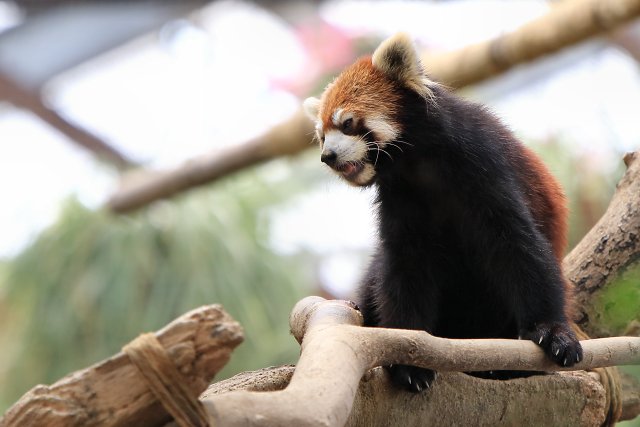 レッサーパンダ/Red panda