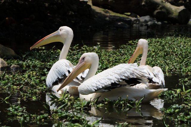 モモイロペリカン/White Pelican
