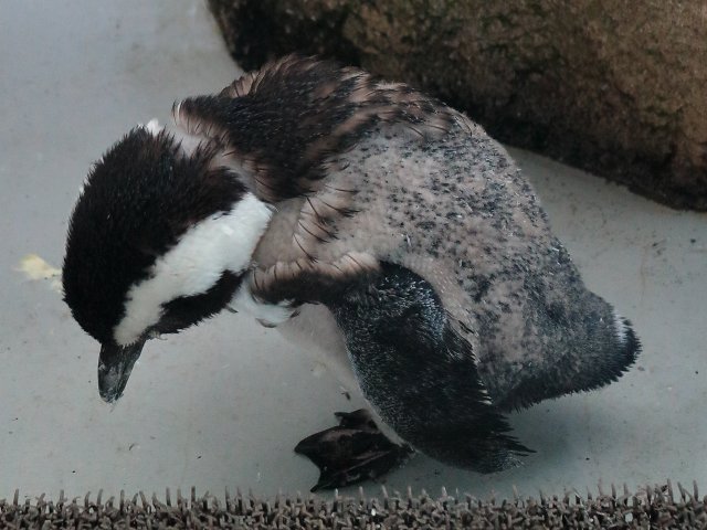 ケープペンギン/African Penguin