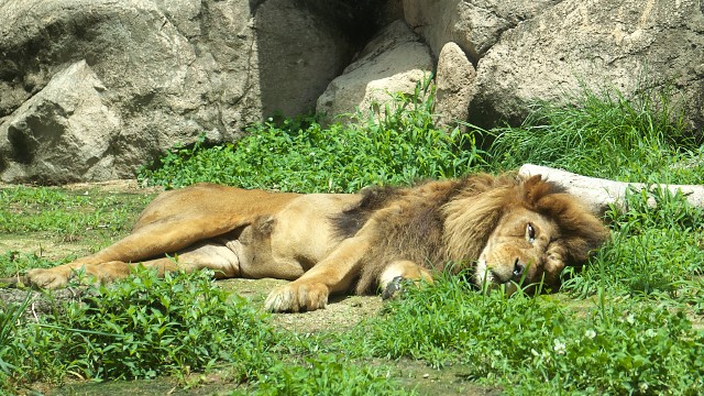 ライオン/Lion