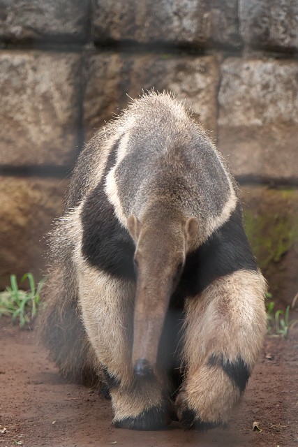 オオアリクイ/Giant anteater