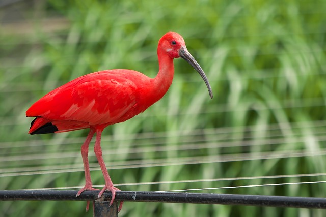 ショウジョウトキ/Scarlet ibis