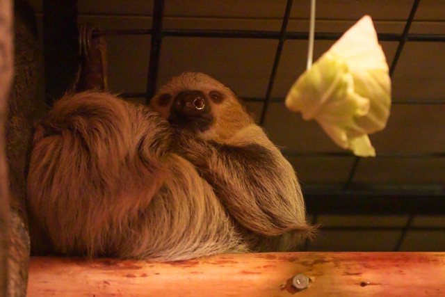 フタユビナマケモノ/Linnaeus's two-toed sloth
