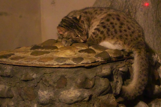 アムールヤマネコ/Leopard cat