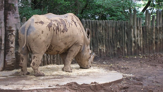 シロサイ/White rhinoceros