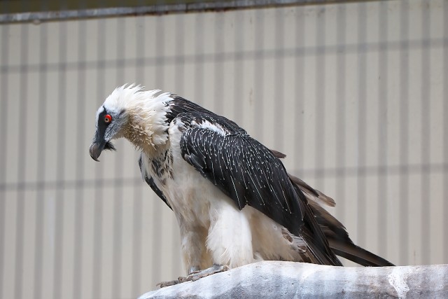 ヒゲワシ/Bearded vulture