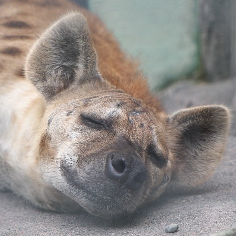 ブチハイエナ/Spotted hyena
