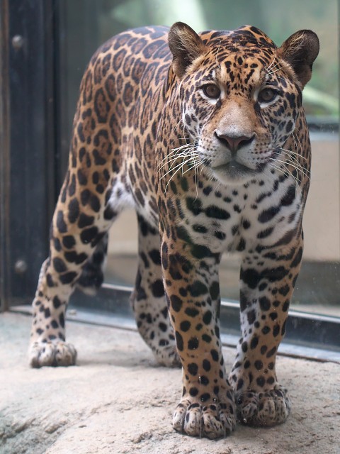 ジャガー/Jaguar