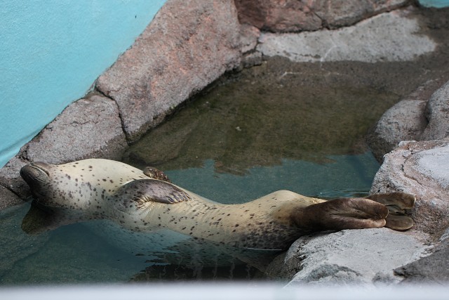 ゴマフアザラシ/Spotted Seal