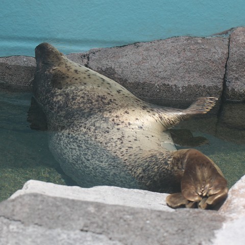 ゴマフアザラシ/Spotted Seal