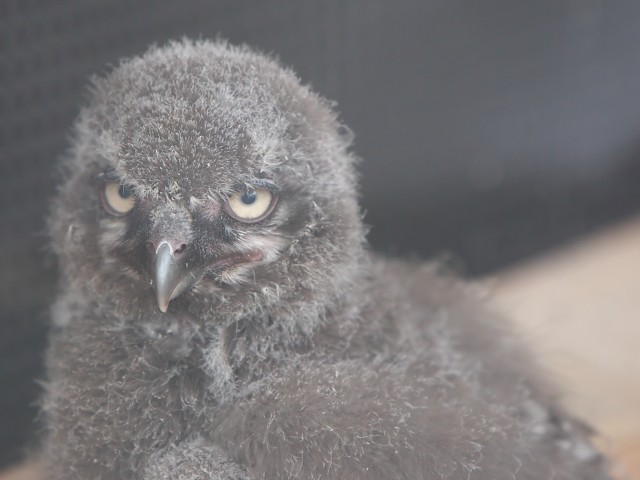 シロフクロウ/Snowy Owl