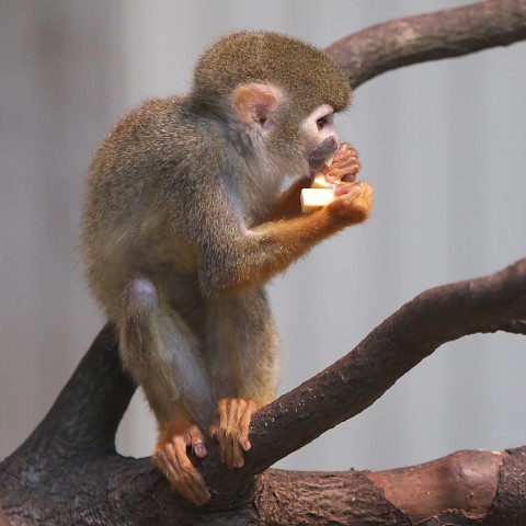 リスザル/Squirrel monkey