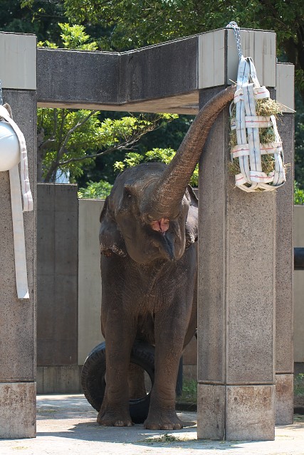 アジアゾウ/Asian elephant