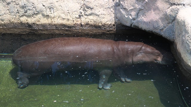 コビトカバ/Pygmy hippopotamus