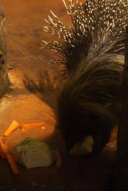 アフリカタテガミヤマアラシ/Porcupine