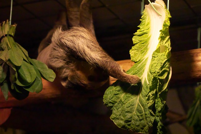 フタユビナマケモノ/Linnaeus's two-toed sloth