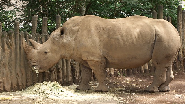 シロサイ/White rhinoceros