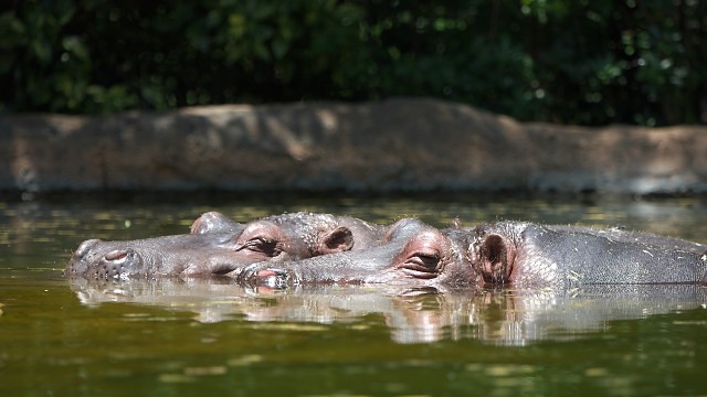 カバ/Hippopotamus